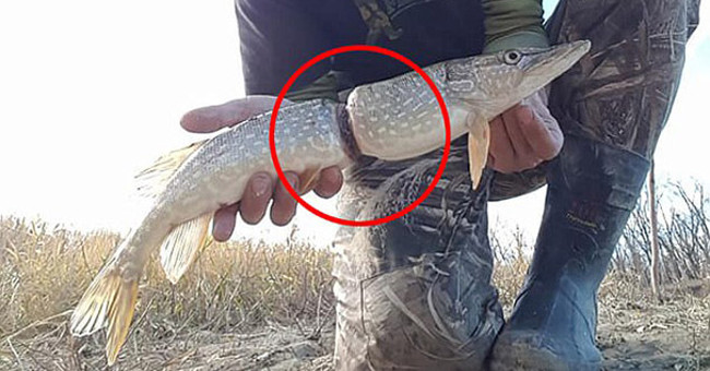 Dogfish get tightened by plastic rings near their double ends