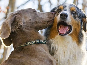 Dogs also have optimistic or pessimistic personalities