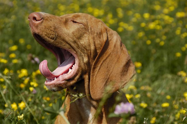 Dogs also yawn to people