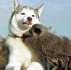 Dogs and cats do not always bite each other