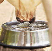 Dogs and cats drink different water