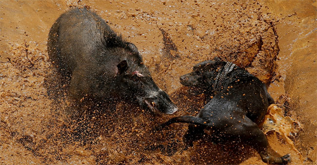 Dogs and wild boars died in a bloody fight in Indonesia