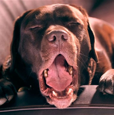 Dogs are able to empathize with humans
