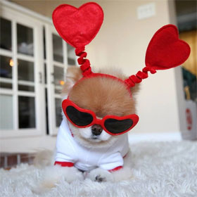 Dogs are also pessimistic - optimistic like people