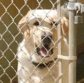 Dogs are also stressed by barking