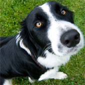 Dogs are capable of detecting cancer