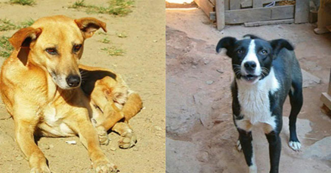 Dogs are domesticated by eating leftover food