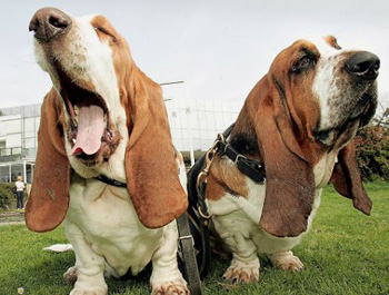 Dogs are infected with 'disease' yawning from people