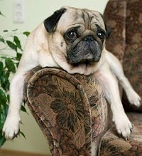 dogs become stupid when living with hosts