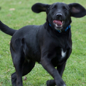 Dogs born from frozen embryos