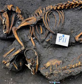 Dogs buried collectively in Mexico
