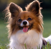 Dogs can find errors in simple calculations