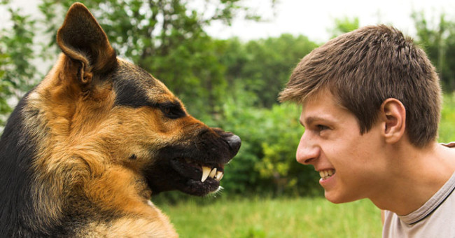 Dogs can really understand people's emotions