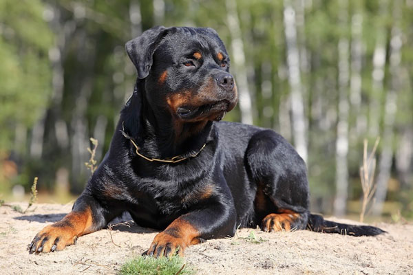 Dogs can reveal the owner's personality