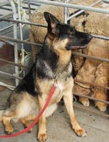 Dogs detect helminths in sheep