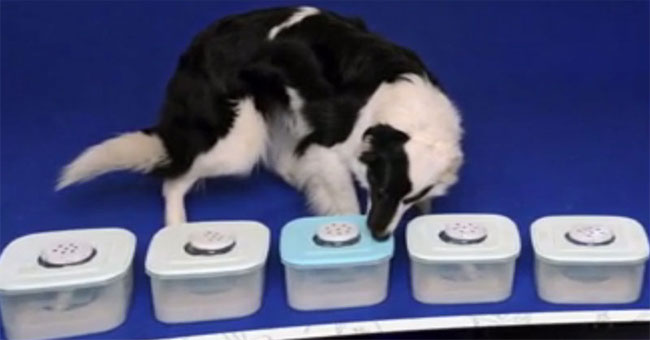 Dogs diagnose cancer in humans