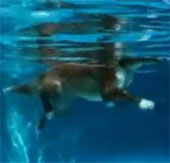 Dogs don't swim, but run underwater