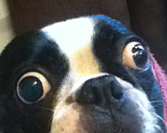 Dogs get into Guinness books because their eyes are too big