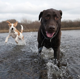 Dogs have a different way of understanding words than humans