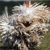Dogs have long twisted fur