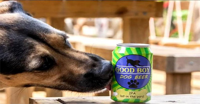 Dogs in the US have a kind of ... beer specifically for drinking