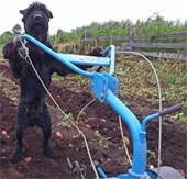 Dogs know how to loosen their soil and garden like people