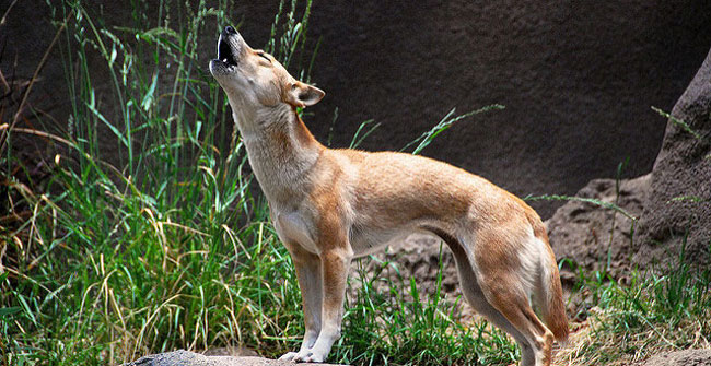 Dogs know how to sing like singers, the most rare in the world