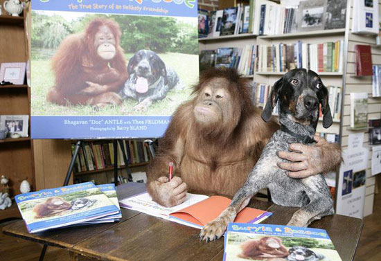 Dogs make friends with orangutans
