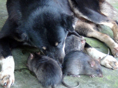 Dogs make 'nannies' for rats
