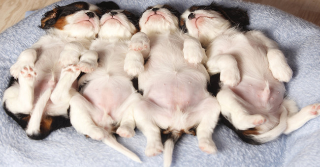 Dogs often dream about home when sleeping