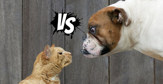 Dogs or cats love humans more?  There have been official conclusions from science!