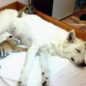 Dogs raising tigers
