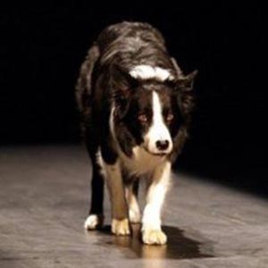 Dogs remember the name 1,022 objects