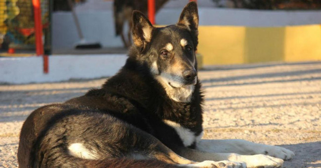 Dogs sleep next to the master tomb for 11 years to death