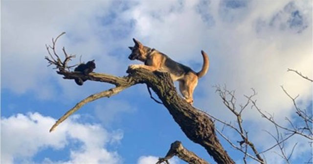 Dogs stuck in the treetops for cat chasing