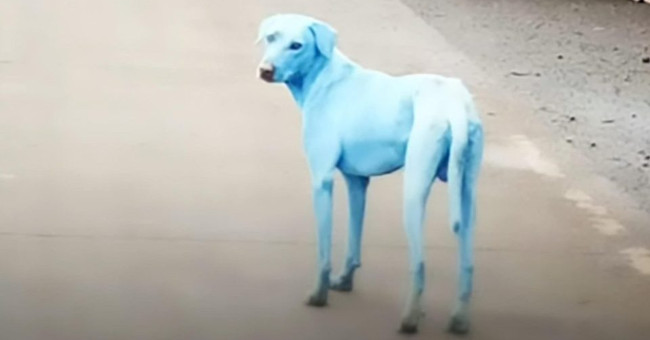Dogs turn blue after drinking and bathing in Indian pollution rivers