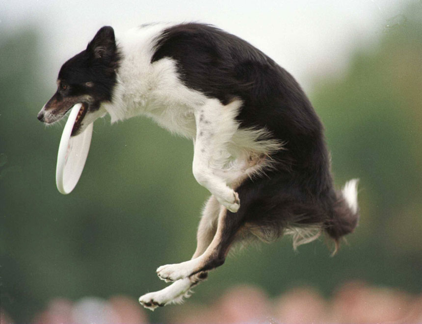 Dogs understand and know what people want