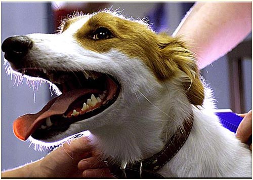 Dogs understand morality and imagination
