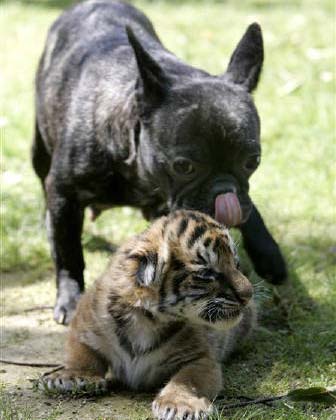 Dogs voluntarily raise tigers
