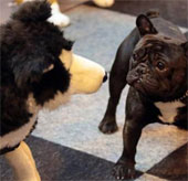 Dogs wagging their tails to express emotions