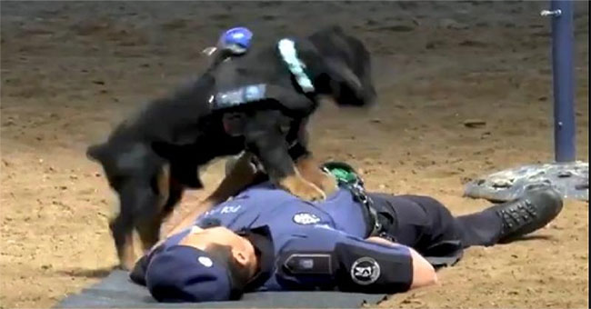 Dogs with artificial respiration save people