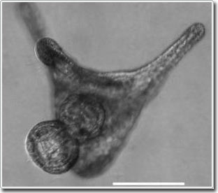 Dollar larvae are cloned to deceive the enemy