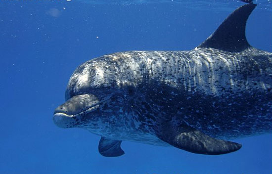 Dolphin 'interpreter'