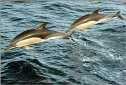 Dolphins also have their own language