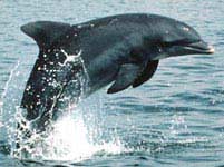 Dolphins also have their own names