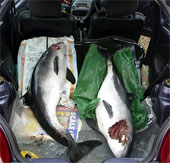 Dolphins also kill fellow species for entertainment