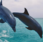 Dolphins also 'play' drugs