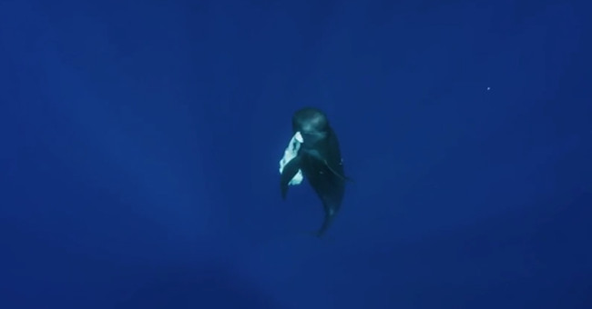 Dolphins and whales cultivate the juveniles for many days