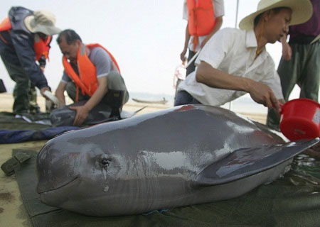 Dolphins are in tears because of the drought