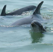 Dolphins call each other by whistling
